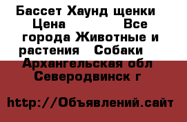 Бассет Хаунд щенки › Цена ­ 20 000 - Все города Животные и растения » Собаки   . Архангельская обл.,Северодвинск г.